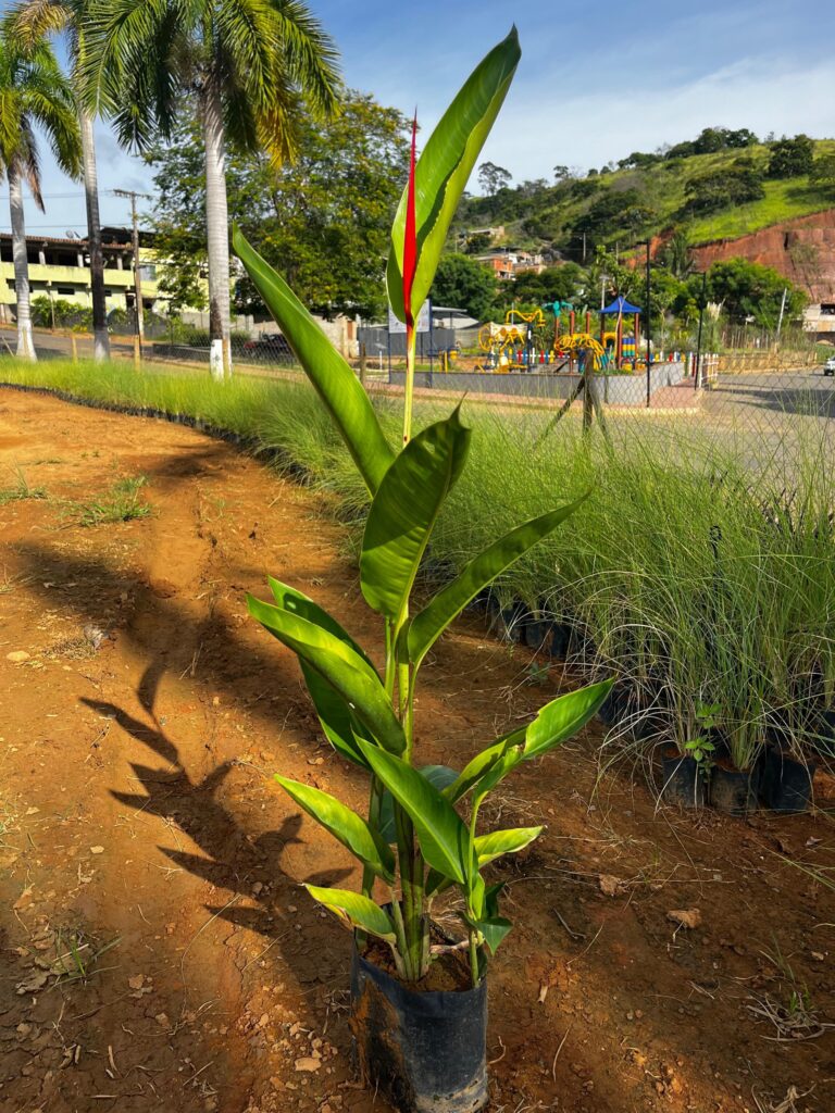 Helicônia Papagaio