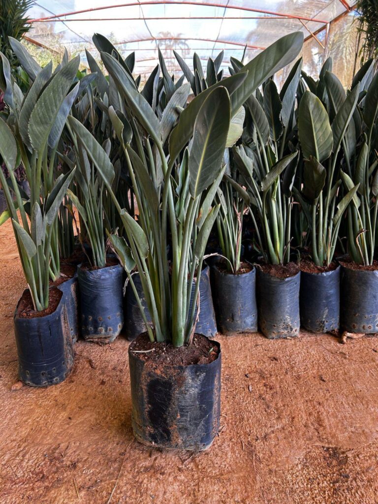Strelitzia