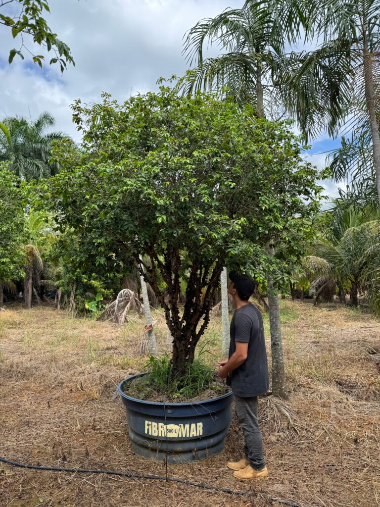 Jabuticabeira Híbrida